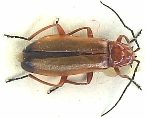 Rhagonycha fulva